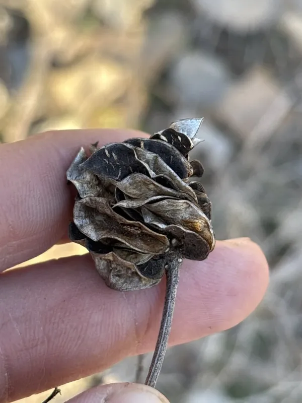 Illinois bundleflower
