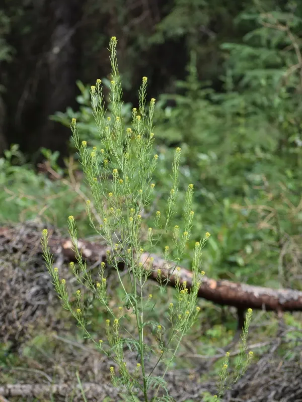 Gray tansy-mustard