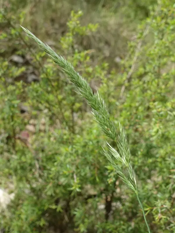 Pentapogon quadrisetus
