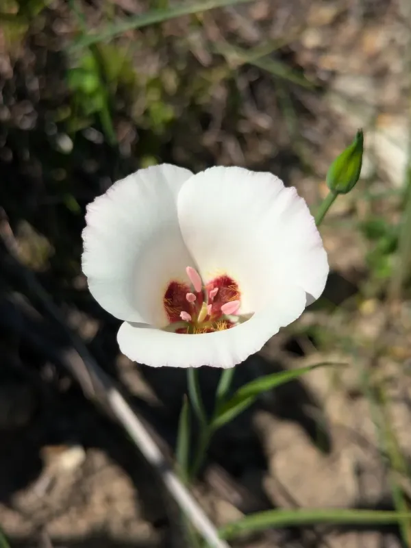 Calochortus Purshii