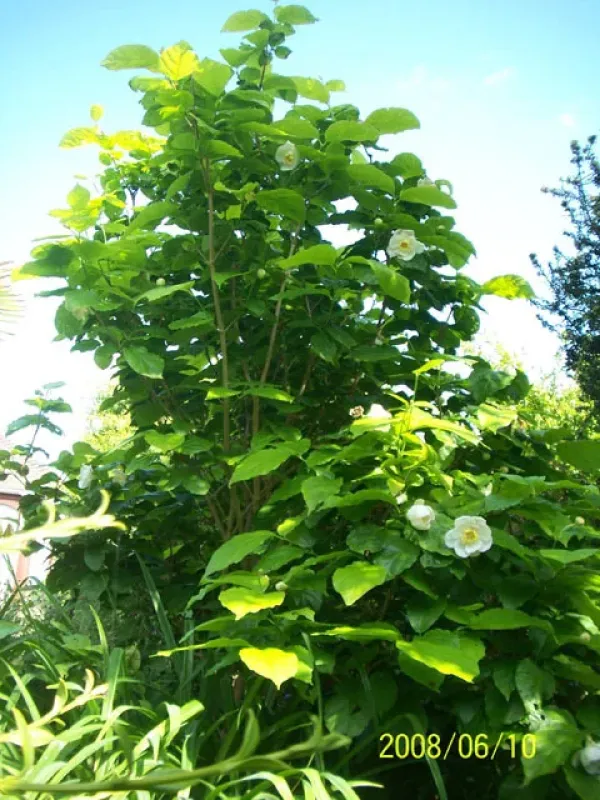 Calycanthus chinensis x Calycanthus occidentalis