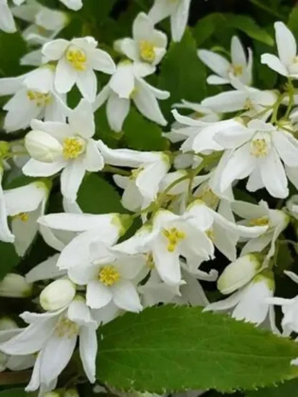 Schneider's Deutzia