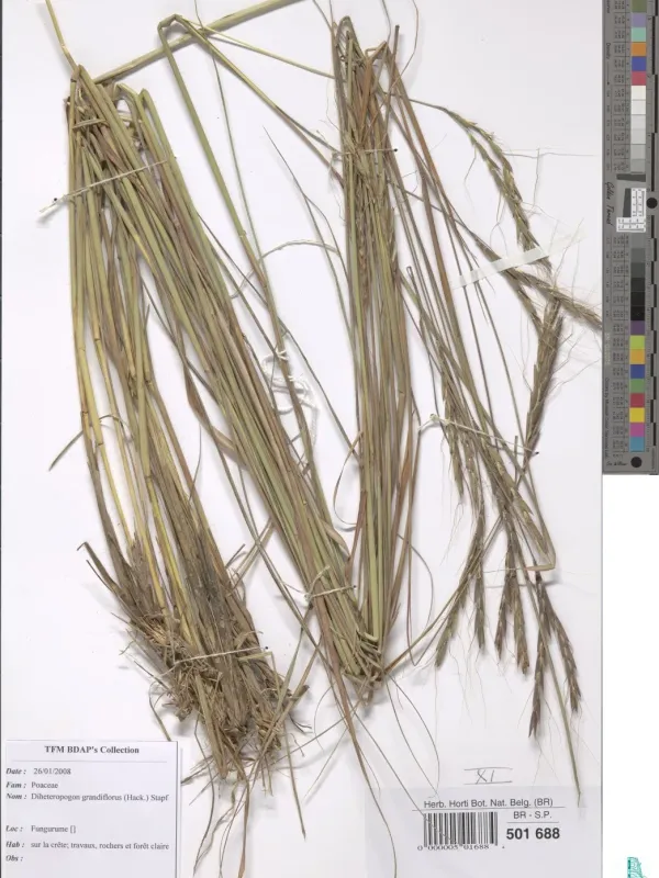 Diheteropogon grandiflorus