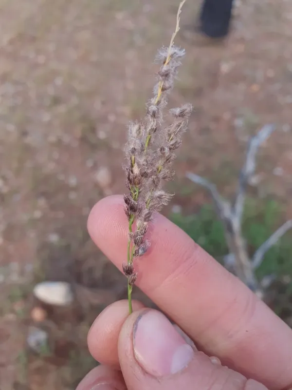 Cotton Panic Grass