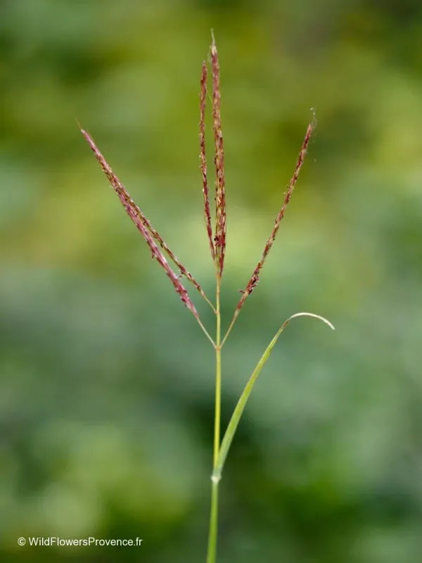 Digitaria delicata