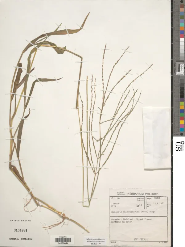 Digitaria diversinervis