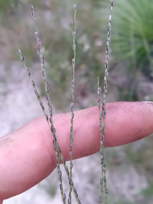 Slender crabgrass