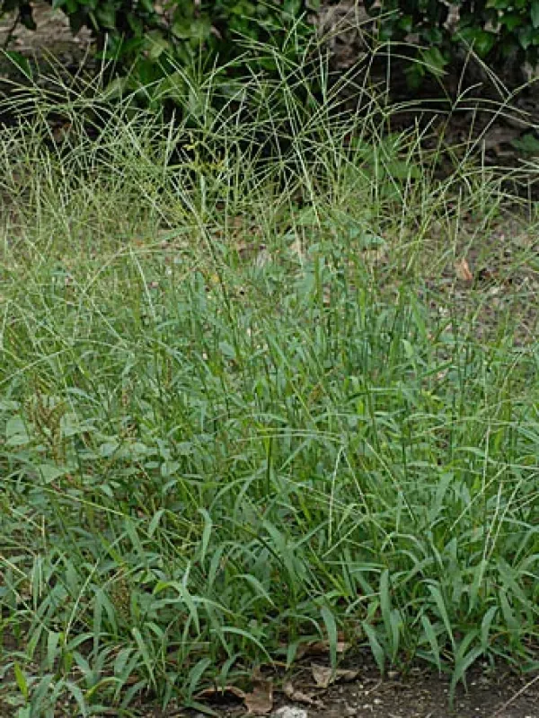 Digitaria hayatae