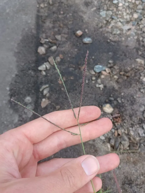 Smooth crabgrass