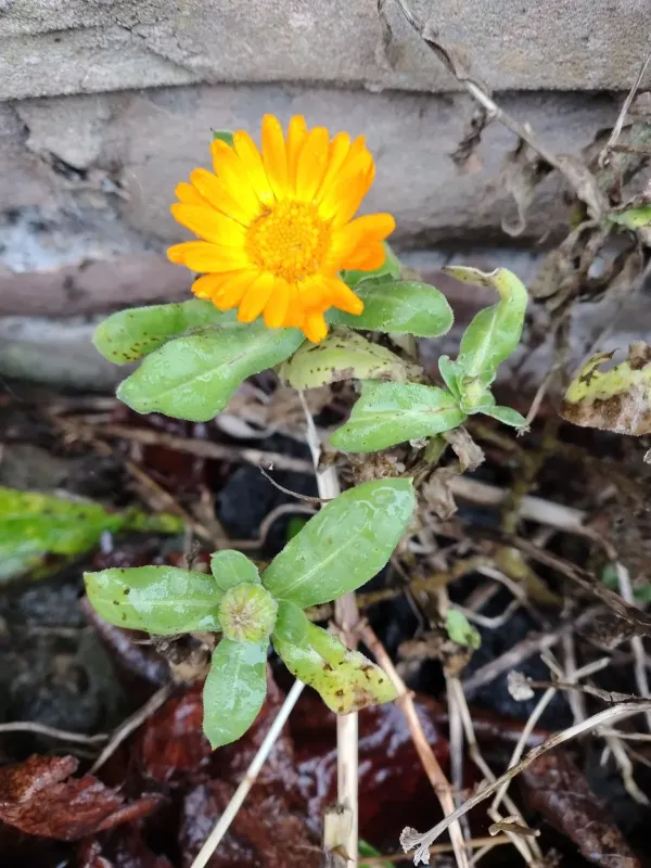 Pot marigold