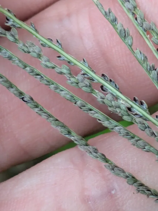 Digitaria stricta