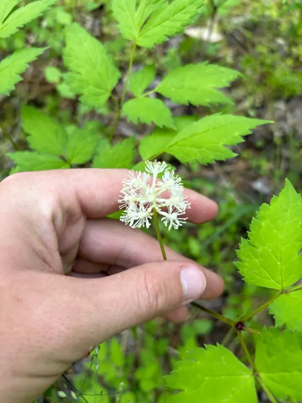 White baneberry