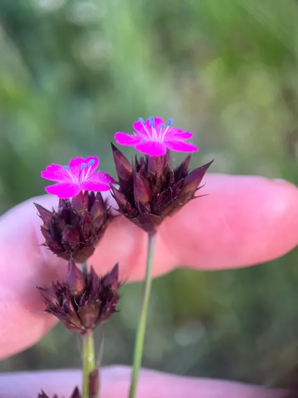 Carthusian pink
