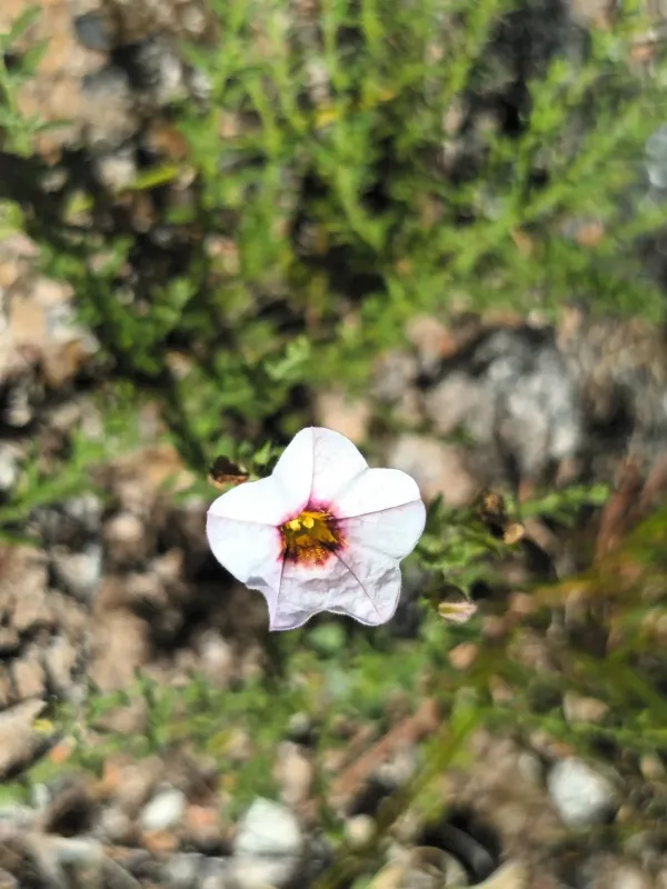 Calibrachoa humilis
