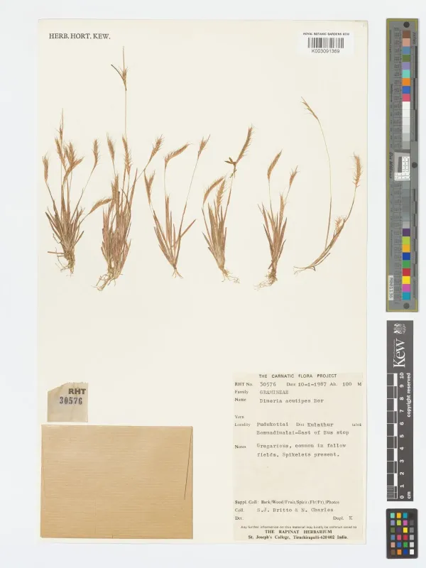 Dimeria acutipes