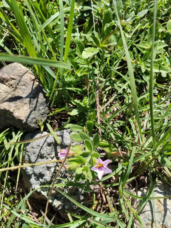 Calibrachoa ovalifolia