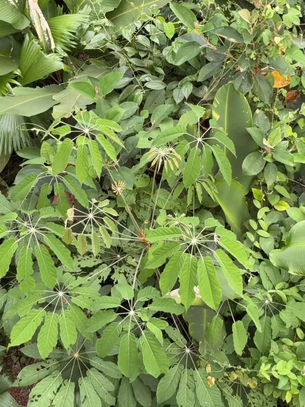 Schefflera morototoni