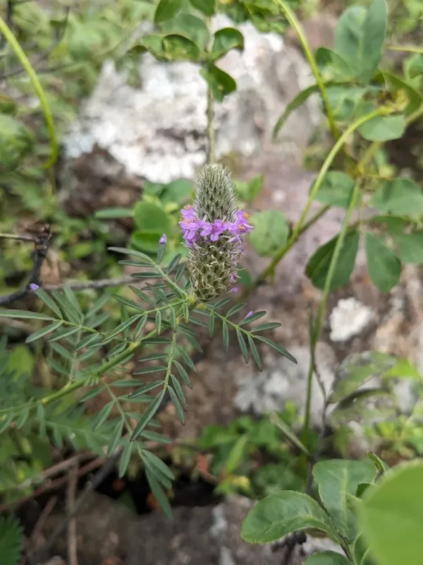 Dalea cliffortiana
