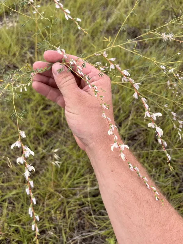 Nine-anther prairie clover
