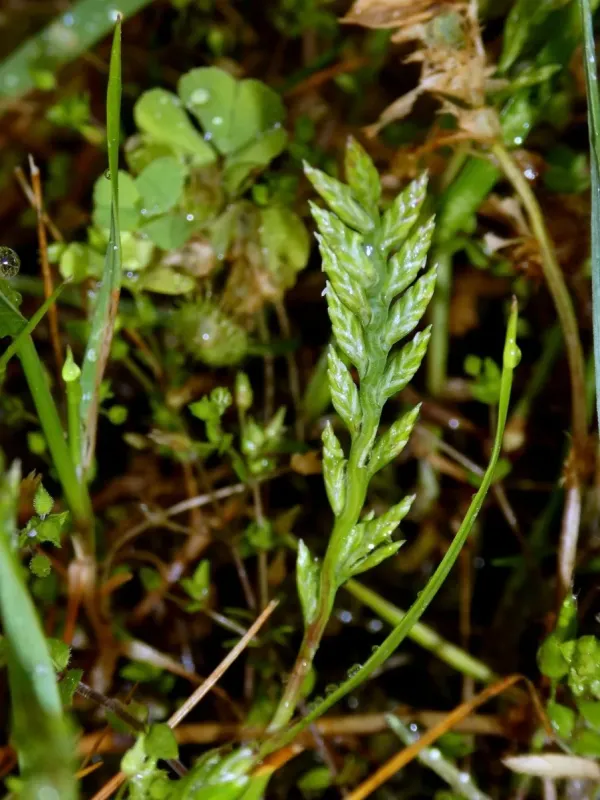 Sea fern grass