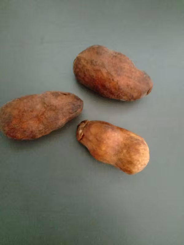 Dennettia tripetala