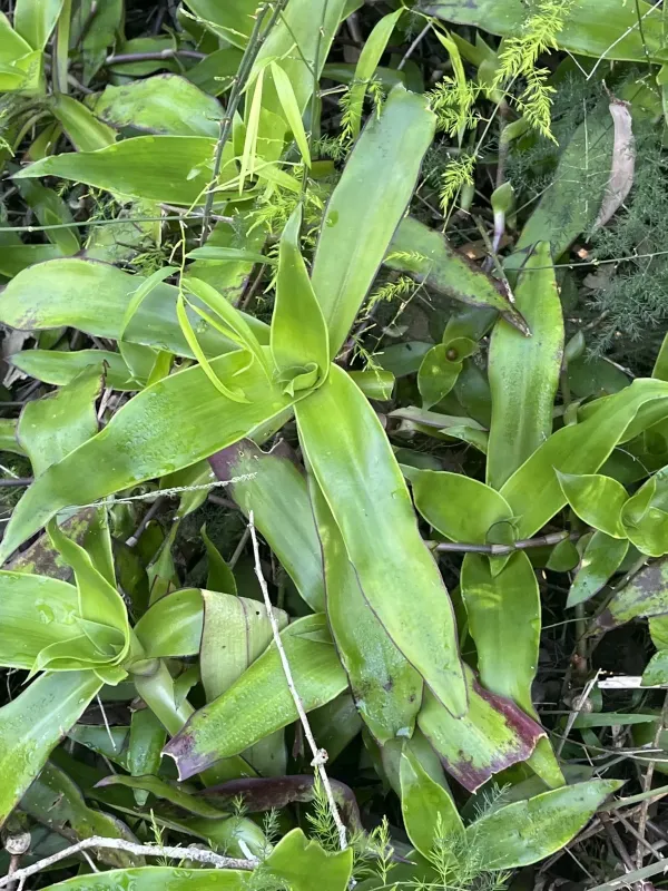 Basket plant