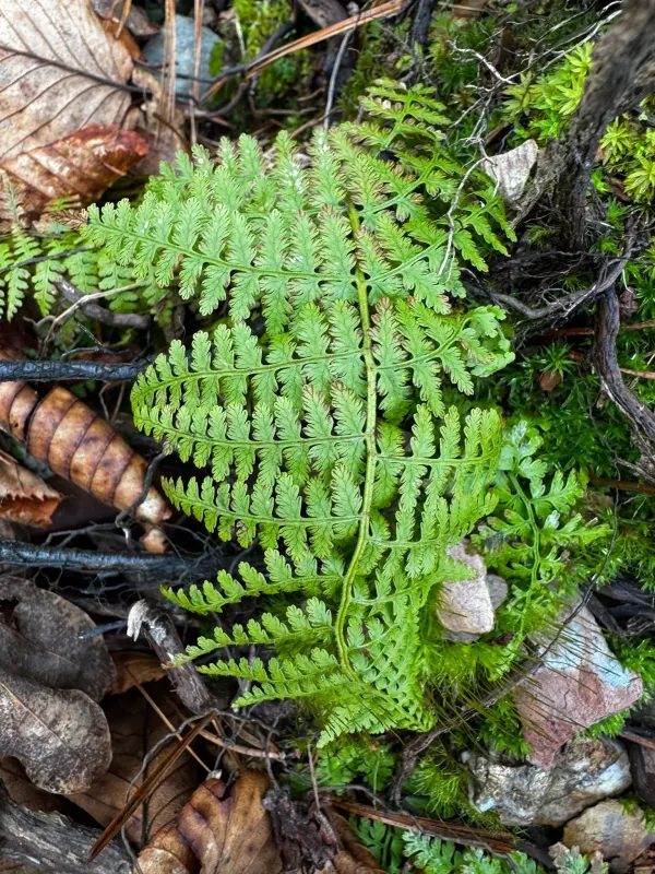 Hay-scented fern