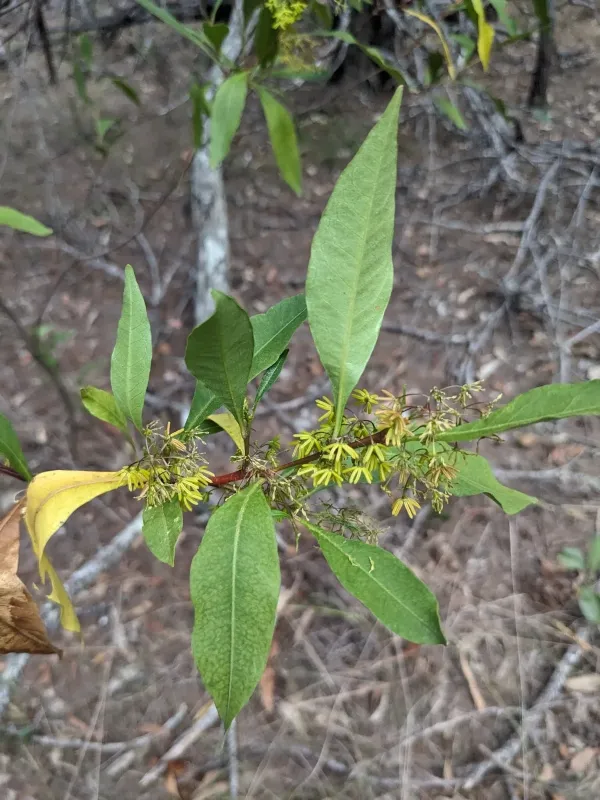 Hop bush (Dodonaea triquetra)