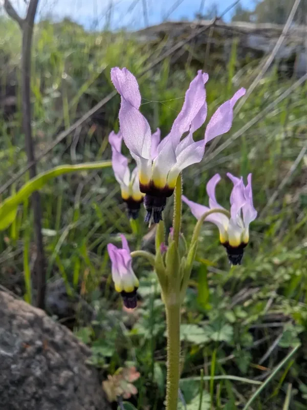 Dodecatheon