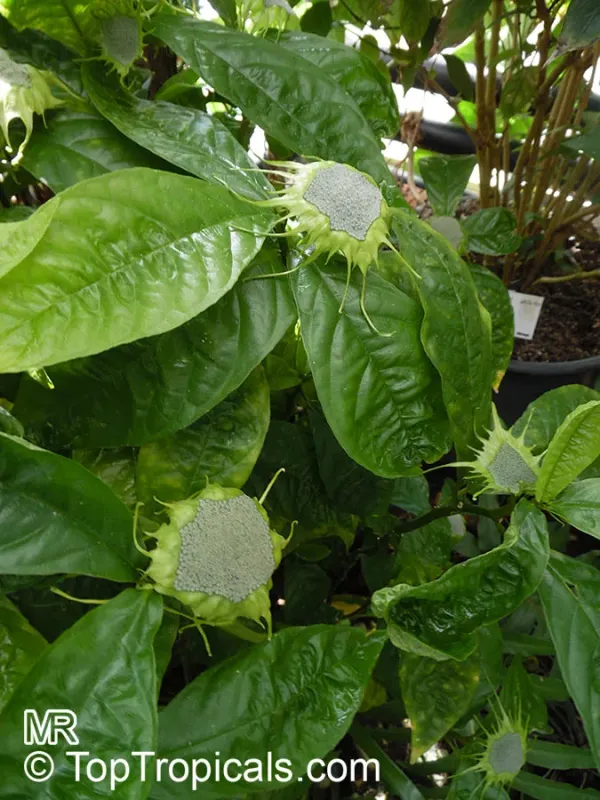 Dorstenia barteri