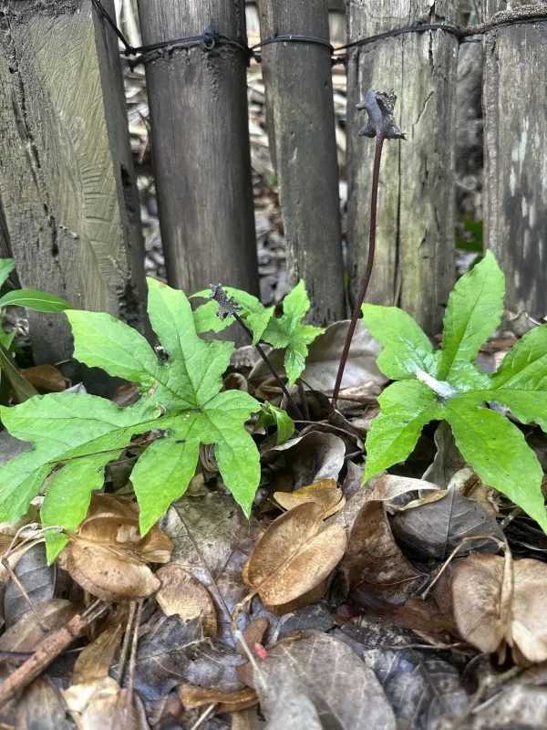 Dorstenia contrajerva