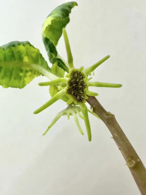 Dorstenia mannii