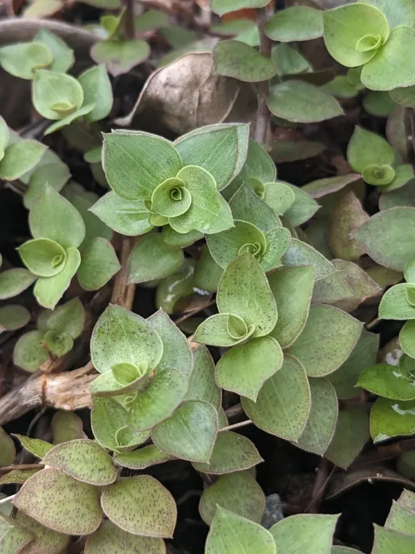 Creeping inch plant