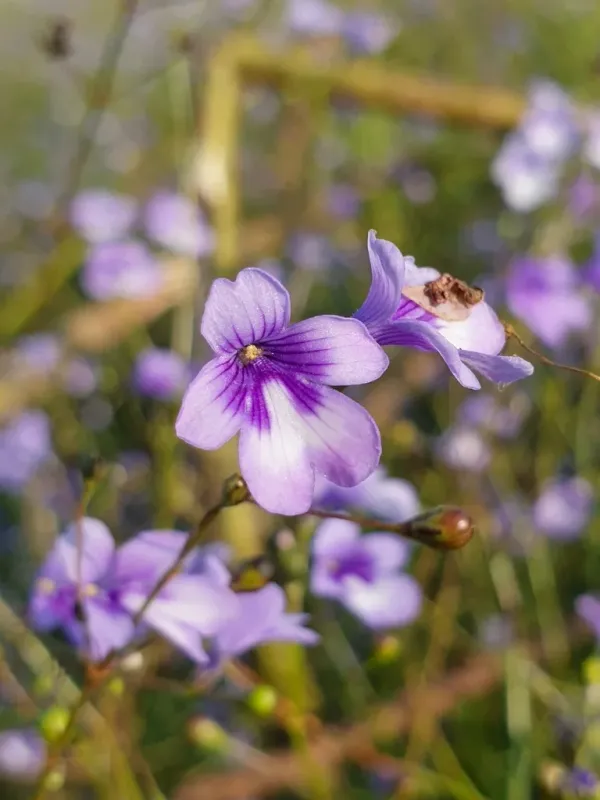 Dopatrium lobelioides