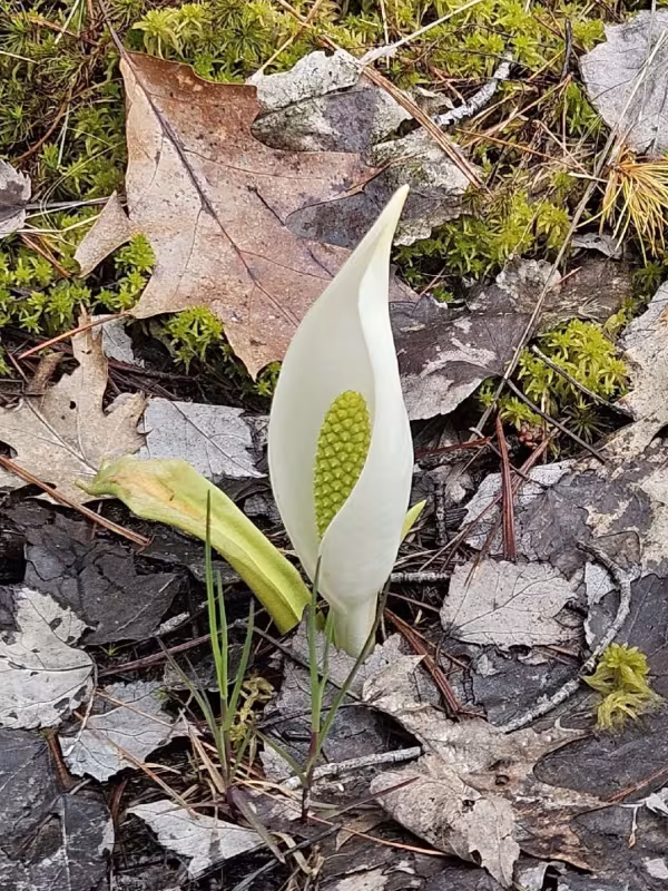 Bog arum