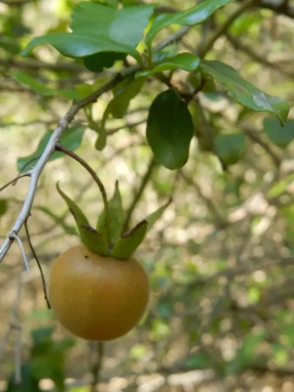 Diospyros simii