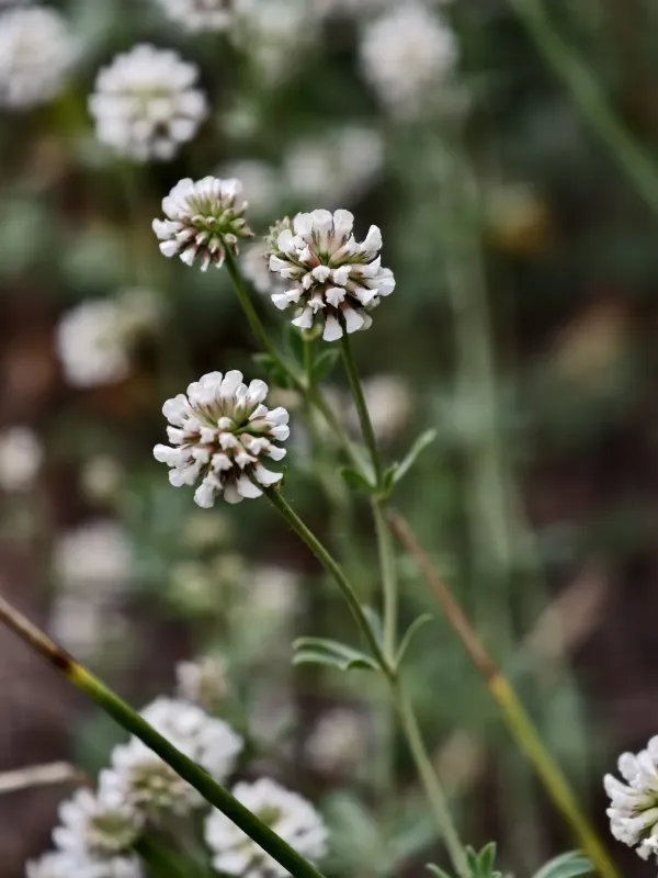 Dorycnium herbaceum