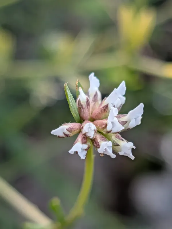 Dorycnium pentaphyllum