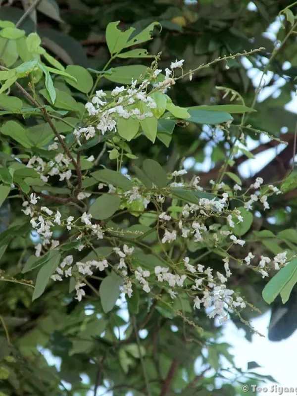 Derris scandens