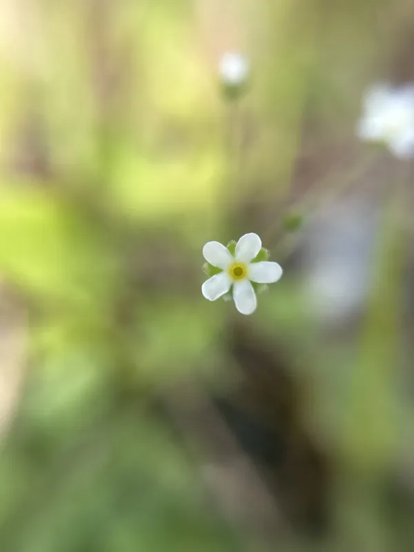 Umbellate sundew