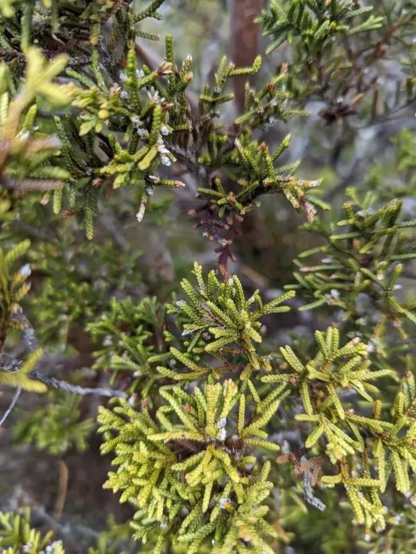 Diselma archeri