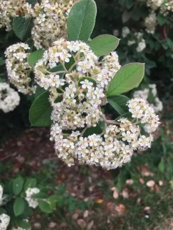 Dichotomanthes