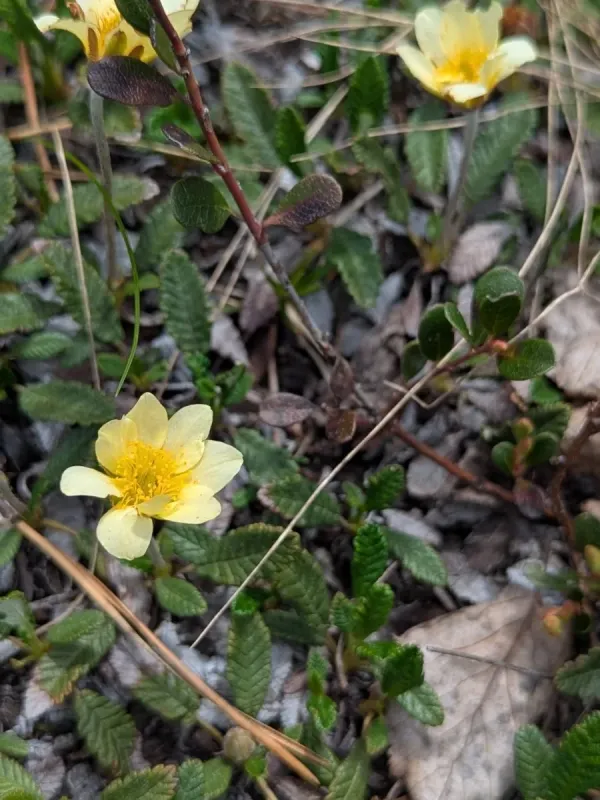 Suendermann's avens