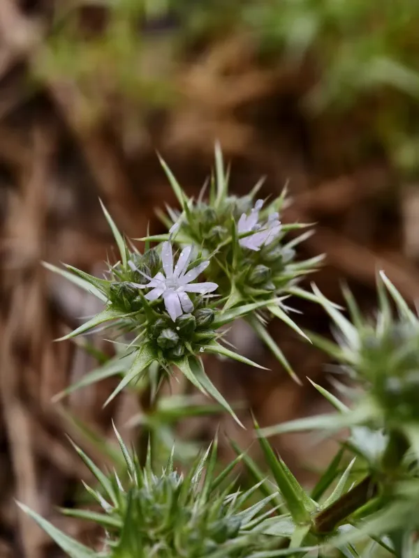 Drypis spinosa