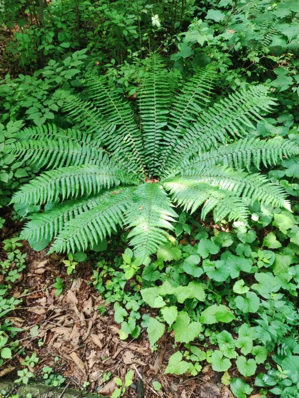 Dryopteris crassirhizoma