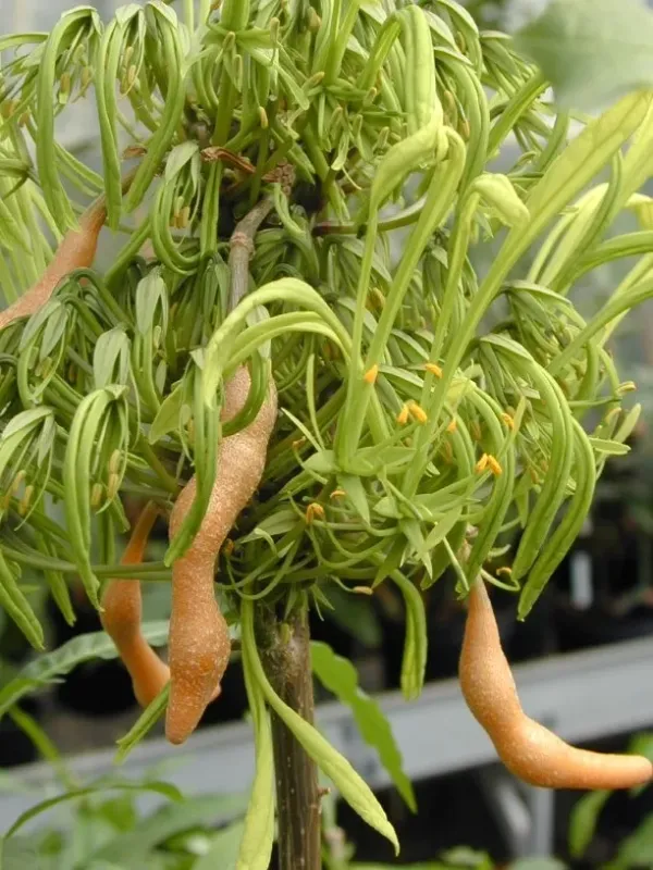 Euadenia eminens