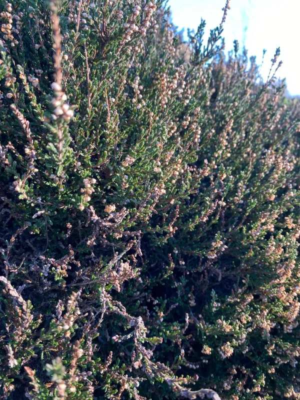 Common heather