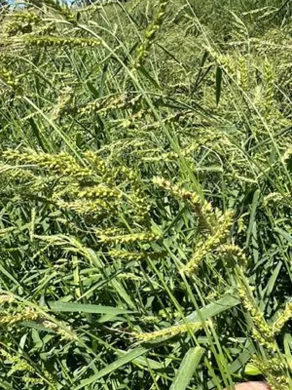 Barnyard grass