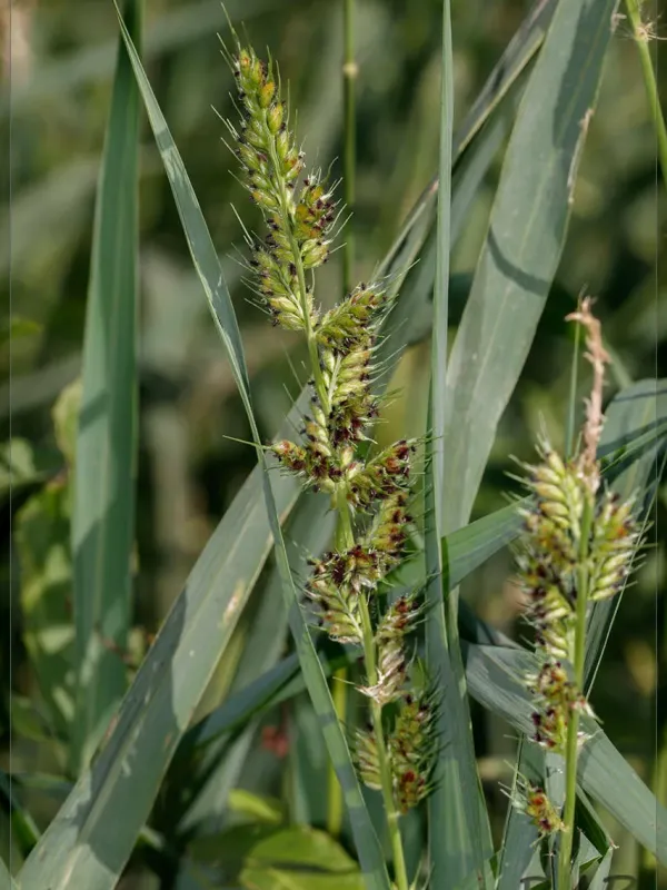Aleman grass