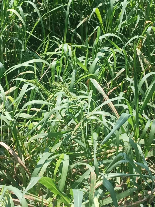 Echinochloa holubii